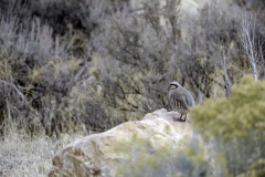 Chukar hunt