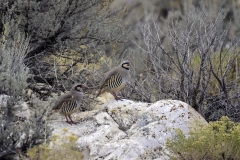 The number of chukar partridge has skyrocketed in many places in Utah this year. The general hunt starts Sept. 26.