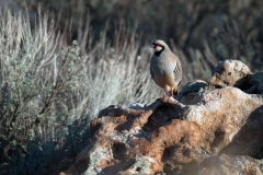 Chukar hunt