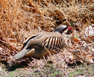 Chukar2