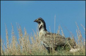 SAGE GROUSE1