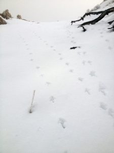 Chukar tracks are easy to spot in the snow.