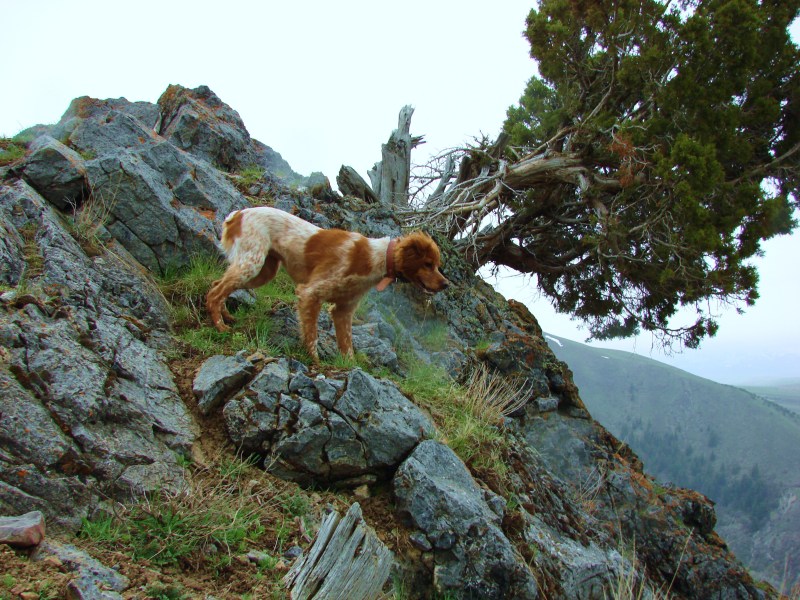 French Brittany - Arrow