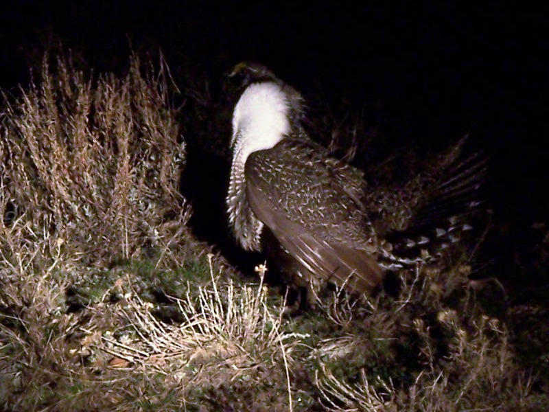 2006 Sage Hen-2