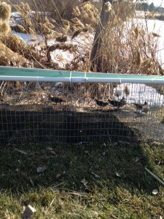 Quail Trap